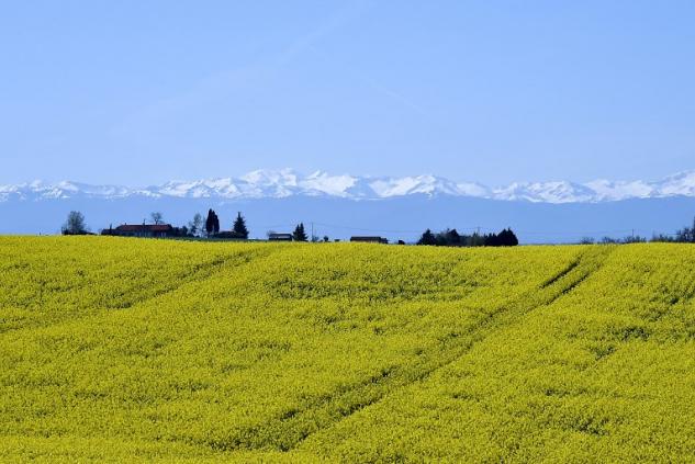 Orrore nelle campagne di Cerignola: padre abusa della figlia, arrestato