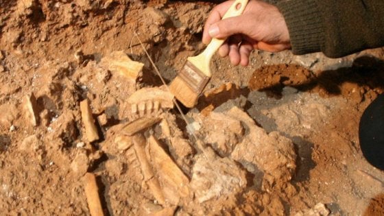 Archeologia: il più antico cane italiano scoperto in due siti in Puglia