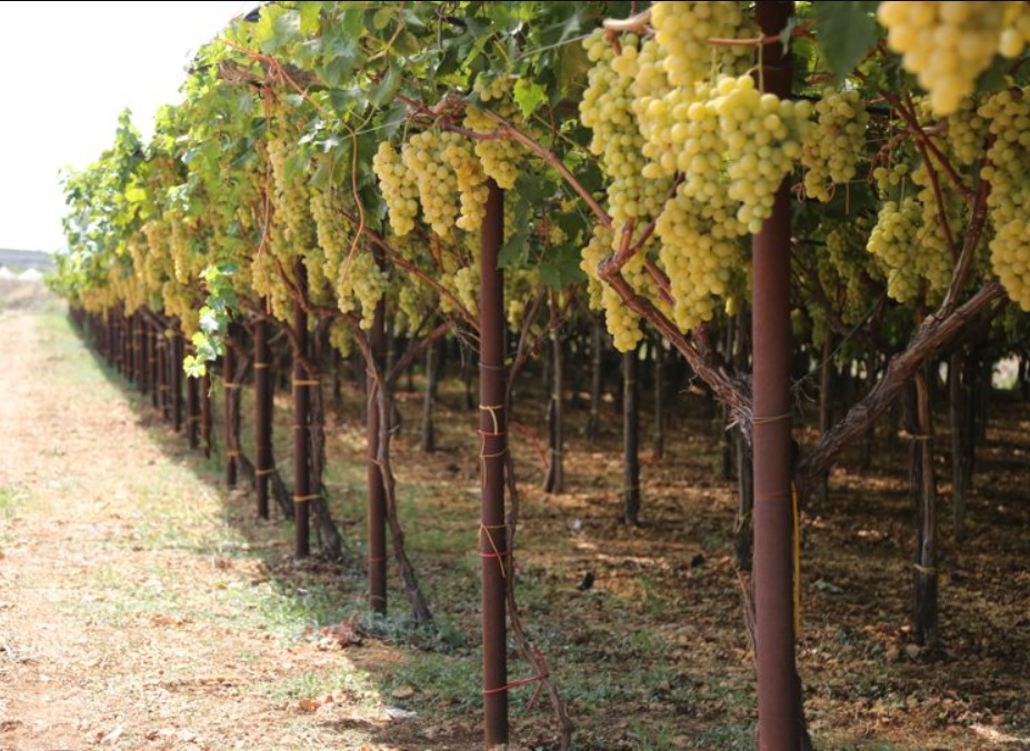  Terreni agricoli all’asta, a Cerignola il maggior numero di superfici in vendita 