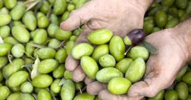 La Bella di Cerignola è l’oliva più buona di Italia