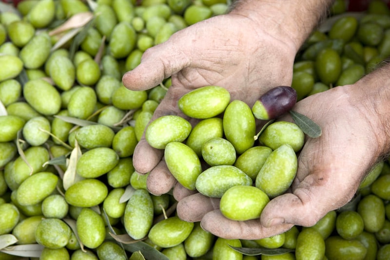 La Bella di Cerignola è l'oliva più buona di Italia. 