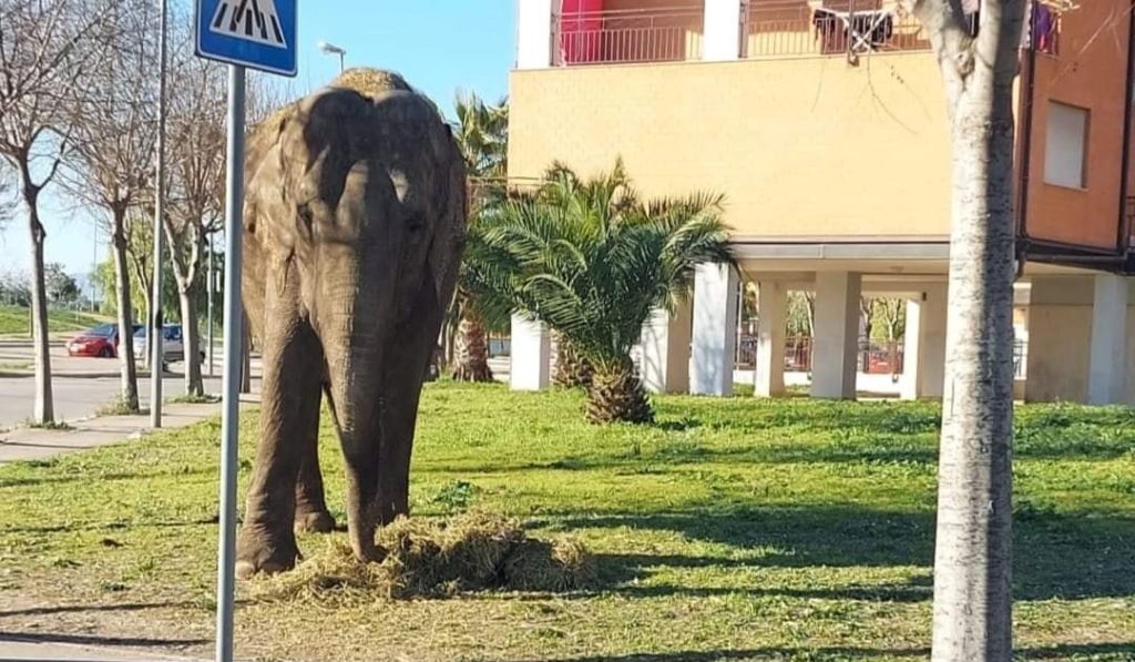 Un elefante in strada a Foggia: le immagini diventano virali 