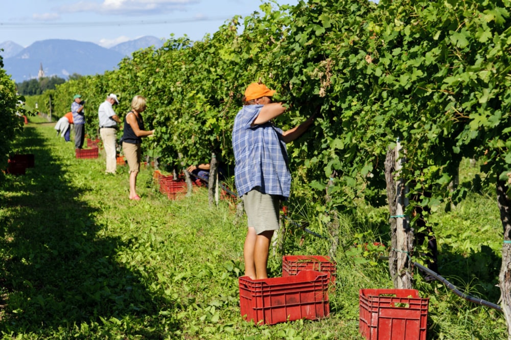 Vendemmia a rischio: cosa succede per gli agricoltori di Cerignola 