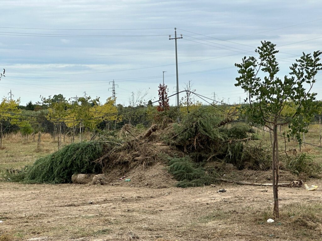 Alberi già distrutti, gli scout: "Promesse non mantenute, ci tolgono un pezzo di vita"